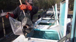 57 reactions · 12 shares | We would like to know- has anyone been out fishing for (and catching) the Surplus Broodstock Brook Trout that were stocked into Mohawk Pond and Black Pond (Woodstock)? | Connecticut Fish and Wildlife | Facebook