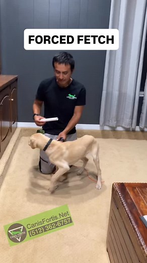 #yellowlab #puppy Forced Retrieve #labpuppy #labradorretriever #labradorpuppy #birddog #workingdog | Dog Training is my Passion | Facebook