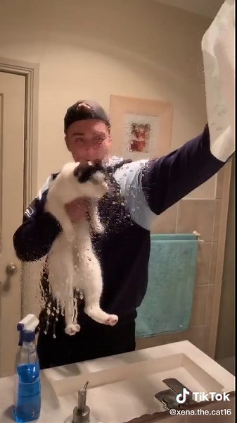 Wiping it down cat edition 🧼🐱 #wipeitdown #wipe #cleaning #cleanglass #cat #PetRoutine #catsoftiktok #cat #animals #isolation #iso #aslan #xena #naw