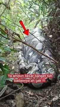 Found a big snake!!! Swallowed all its prey!!! Blocked the road!!!