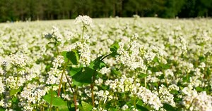 Buckwheat field on a sunny morning. Large fields in the morning sun, near the forest. Buckwheat honey, hives and bees producing buckwheat honey.