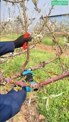 🌸✂️ Pruning Cherry Tree Branch Tips
