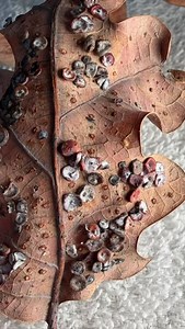 Wasp galls on oak leaf. #naturewalk #macrophonephotography #dogwalkinglife #oaktree #wisconsin #leaves #leaves #macrophotography #macrophotos | Tim McCollow | Facebook