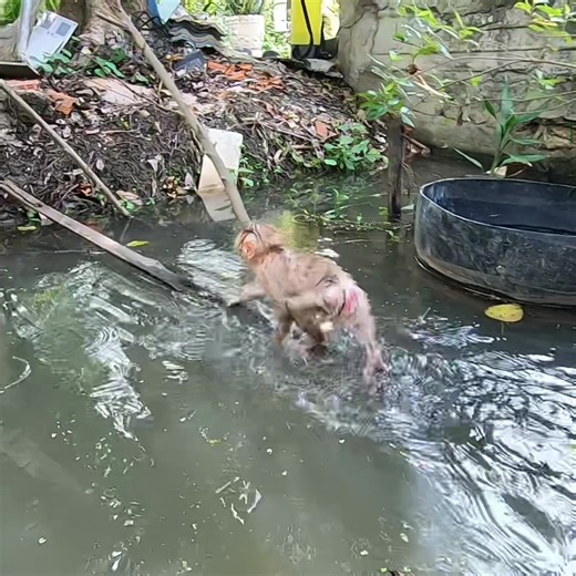Baby monkey crosses the tree bridge #cutemonkey #babymonkey #monkeys