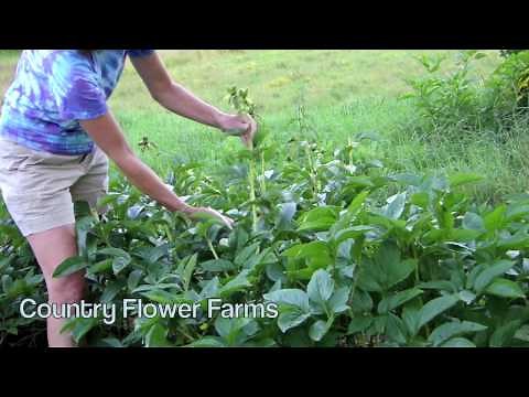 How to Deadhead Peonies