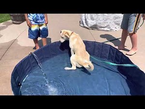Dog pees in the pool