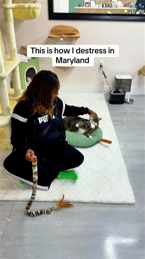 @Luna Cat Collective is a great place to go and destress They have events in different days like meditation Mondays and Tuesdays are kitty yoga. #thingstodoinmaryland #catcafe #maryland #ellicottcity #howardcounty