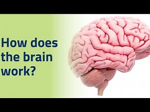 How Your Brain Works? Conscious and Subconscious Mind Explained