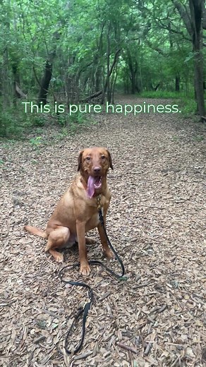 Feeding real food can lengthen your years with your pet. As pet owners ourselves, that's what we want. More happy hikes with your happy dog, so you can both live a long happy life. ❤️🐶 #DarwinsPet #happiness #dogs #rawfeddogs #rawdiet #rawfeedingcommunity #rawfeeding #rawfedcat #dogs #dog