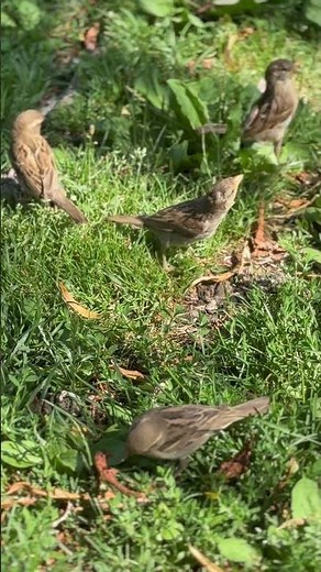 How do birds make their nests? use to build their nests, including sticks, lichen, spider silk.,,