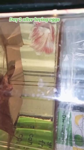 #foryoupage #bettabreeder #bettafish #fypシ #breeder