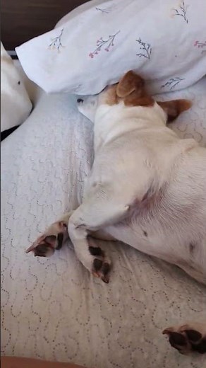 Jack Russell terrier Treisy and Azzuro ❤️ #jackrussellterrier