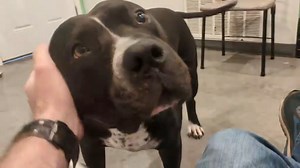 29K views · 1.7K reactions | Our sweet boy Sheriff has a lot to say since coming back to the shelter. He is sad and misses having a home and a family to call his own. He is back in our care after extremely sad and unfortunate circumstances. He was extremely loved and we will show him the same love while he waits for his forever family. To learn more and/or adopt - https://www.mopitbullrescue.org/sheriff | Missouri Pit Bull Rescue | Facebook