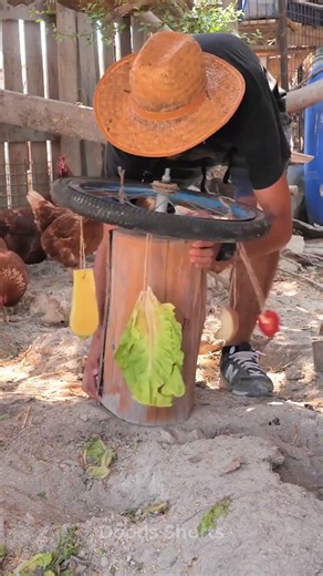 Clucking Brilliant Tips for Happy Chickens! 🐔 #Farming #Advice #Poultry