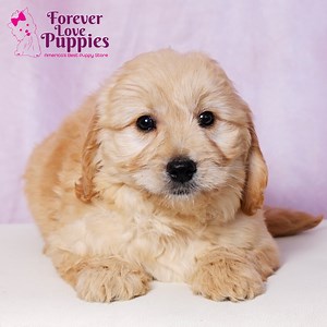 Mini Goldendoodle Puppies For Sale | Forever Love Puppies
