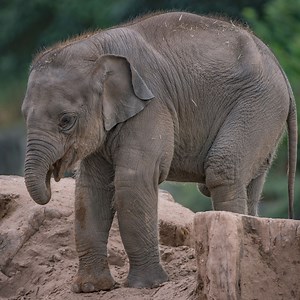 We’ve had a baby boom at Chester Zoo! Sign up to hear the latest news – including more about our new arrivals. | Chester Zoo