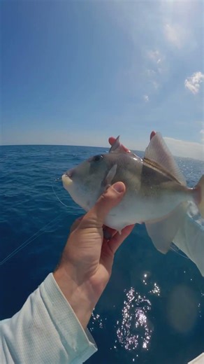 Triggerfish pew pew 💥#fishing
