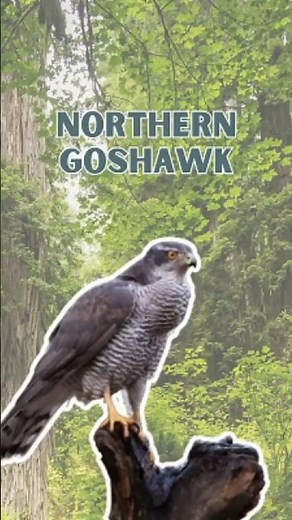 Northern goshawk - Pure Nature Sounds!