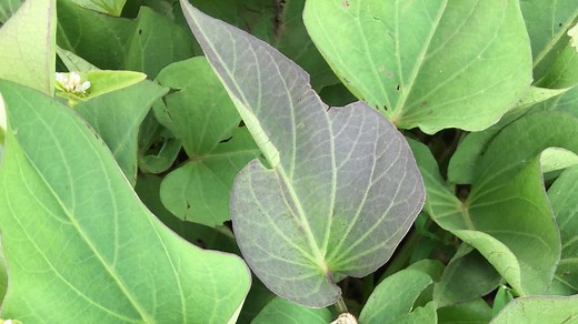 How to cook sweet potato leaves, with thanks from Ethiopia