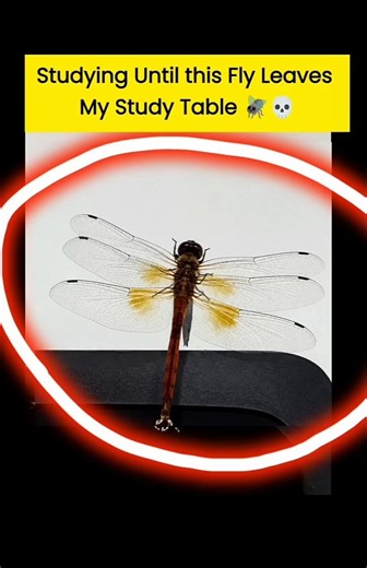 I Studied Until This Fly🪰 Left My Desk Who gave up first? 😔#studychallenge#studyvlog#study#relatable