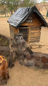 Saying hello to my Baboon sister Cindy! #baboon #cuteanimals #animallover #farmlife #wildlife | Ruben Namibia