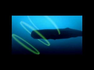 Auf den Spuren der Evolution - Wale Vom Landtier zum Meeresräuber - Teil 5/5