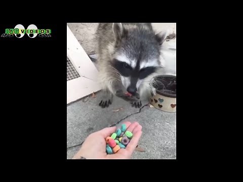 Hood Animals Funny Voiceovers Vol III😂😂😂 | John_Hunt2743