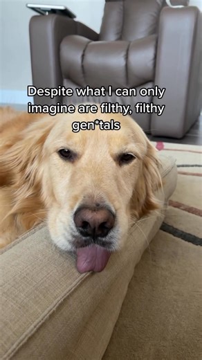 Dear Diary-The Saga Continues #deardiary #funnydog #funnydogvideos #funny #dogsofinstagram #goldenretriever | A Golden and Fam
