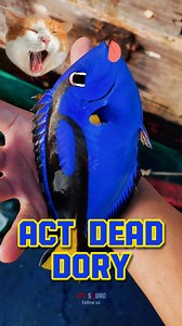 Funny dory found | Pet Squad