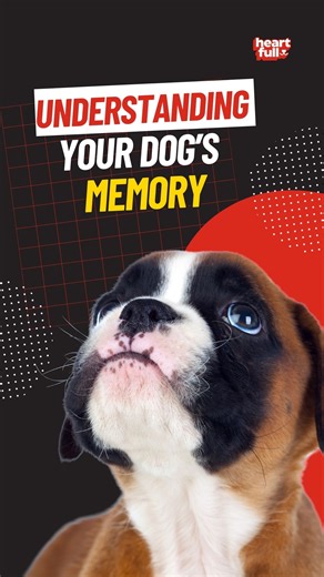 Understanding Your Dog's Memory: It's More Than Just Tricks and Treats! #dogsofinstagram #dogs #dogslife #doglover #dogmemory | iHeartDogs