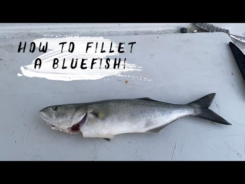 How to Fillet, Skin, and De-bone a BLUEFISH!