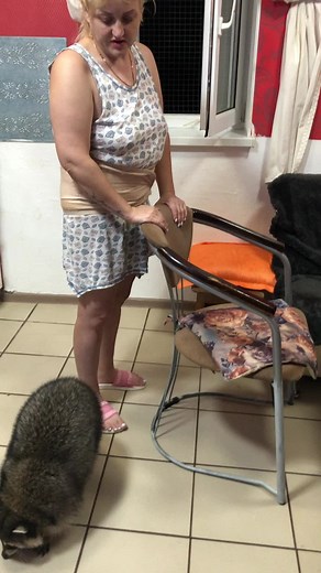 Person and Raccoon Bonding in a Domestic Kitchen
