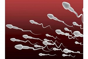 Un laboratoire français assure avoir créé des spermatozoïdes in vitro