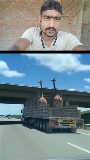 Ajijur Rahman on Instagram: "Ziraf"