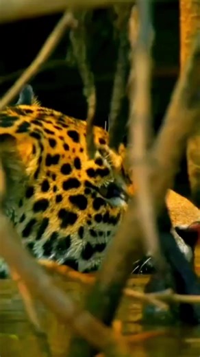 The Largest Feline in the Americas: The Amazing Jaguar