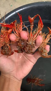 🤎All Out Red Swamp🤎 #colors | Vons Crayfish Worldd