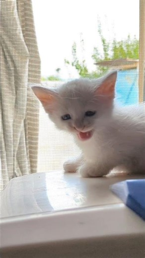 Tiny Kitten Tiny Meowing Sounds 😺🔊 #catsound #meow