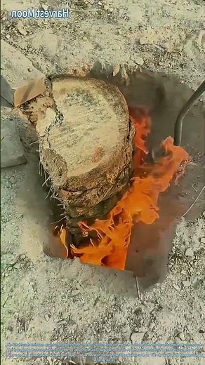 Brennen im Ziegelofen! Traditionelle Befeuerung mit Holz