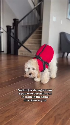 Milo ♡ | Miniature male Cockapoo 🐩🤍 on Instagram: "I’m staying right here 💪🏼🐶 Follow @that.dood.milo_ #cockapoo #fyp #dogsofinstagram #poodle #doodle #puppiesofinstagram #trending #trendingaudio #mixedbreed #pawsome #pupfluencer #contentcreator #reels #doodlesofinstagram"