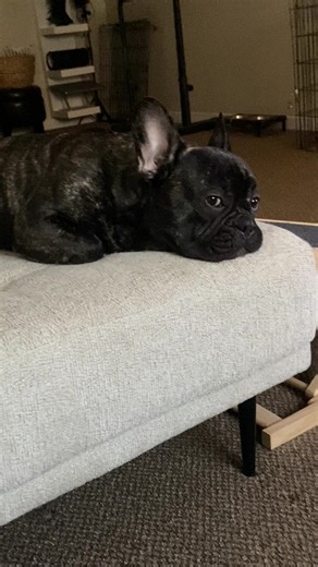 LokiTheBrindleFrenchie on TikTok