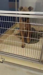 50 reactions · 78 shares | ‼️‼️Check out this handsome boy . Waiting...