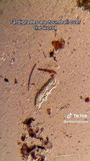 How Water Bears Survive Extreme Conditions in Space