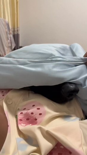 658K views · 10K reactions | Those ears | German Shepherd Universe | Facebook