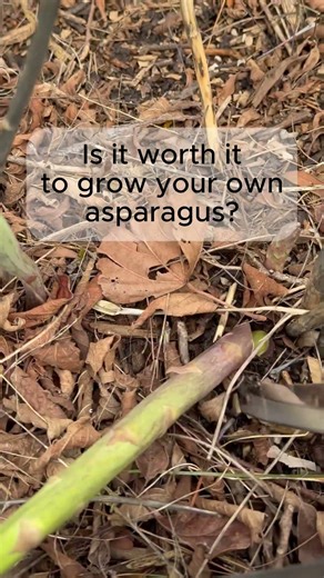 Is it worth it to grow your own asparagus?