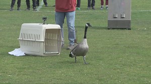 Goose shot with arrow returns to the wild