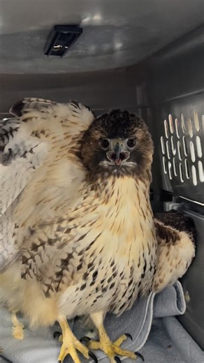 This red-tailed hawk arrived last week after a homeowner found her grounded in their backyard, unable to fly. Her left wing was visibly drooping on intake, but radiographs taken by @animalgeneral revealed no fractures. The likely cause is soft-tissue or nerve damage, and we are hoping for the best. She is exceptionally feisty, and her determination is important — nearly half of all red-tailed hawks do not survive their first year, so every strong survivor is vital to the future of the species. Y