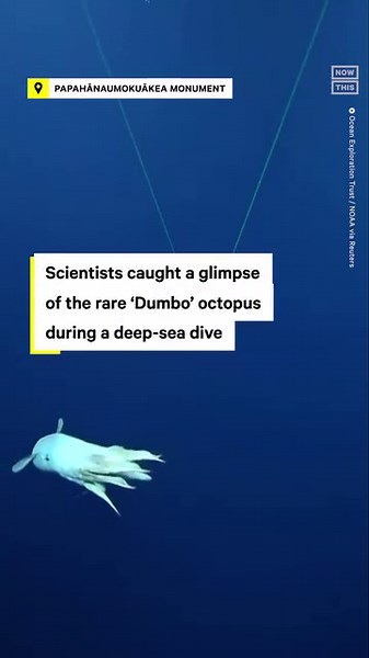 36K views · 376 reactions | Scientists with the Ocean Exploration...