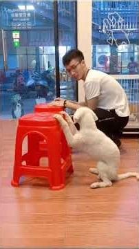 Pet Tries to Fit in Tiny Box, Thinks We Can't See Them