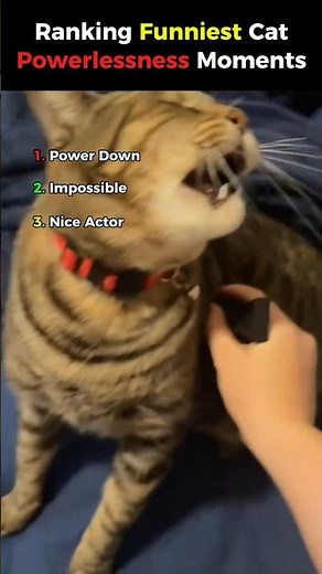 Cats Having ZERO Power 😂 Funniest Moments Ever #Shorts #ClipRanked #Viral #fyp