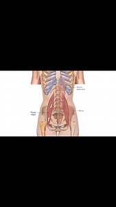 🔹 LearnMuscles.com 🔹 Excellence-in-education ✨ Here is an animated illustration of the Psoas Major Muscle. The Psoas Major is one of the twelve hip joint flexors (open-chain joint action of flexion of the thigh at the hip joint and closed-chain joint action of anterior tilt of the pelvis at the hip joint). The Hip Flexor Group (from lateral to medial) comprise: Gluteus minimus (anterior fibers) Gluteus medius (anterior fibers) Tensor fasciae latae (TFL) Rectus femoris Sartorius Iliacus Psoas m